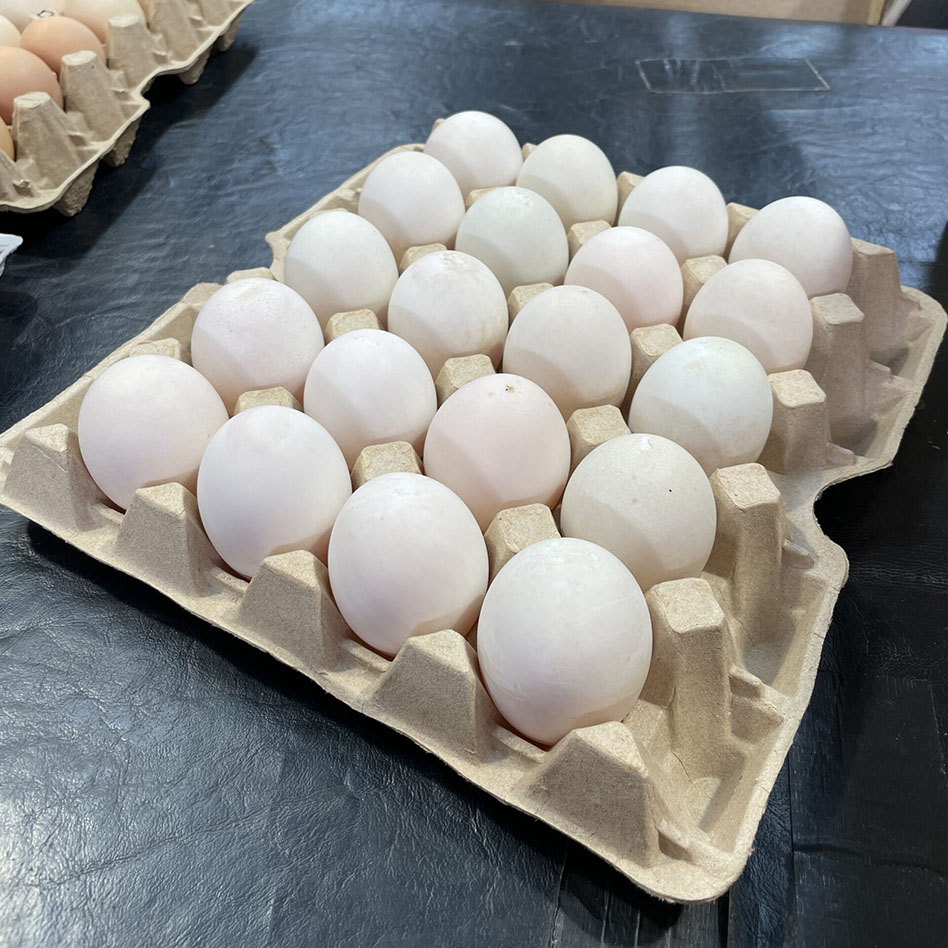 Duck Eggs Image 3