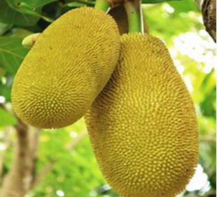 Jack Fruit