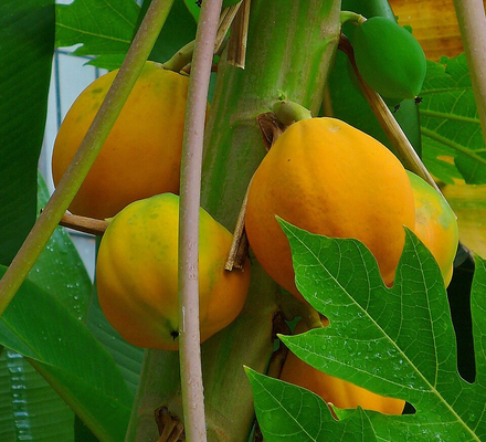 Papaya