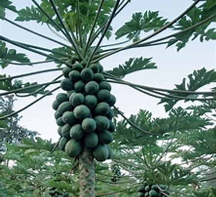 Papaya Image 2