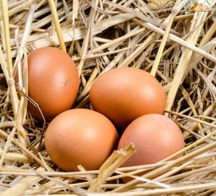 Duck Eggs Image 2